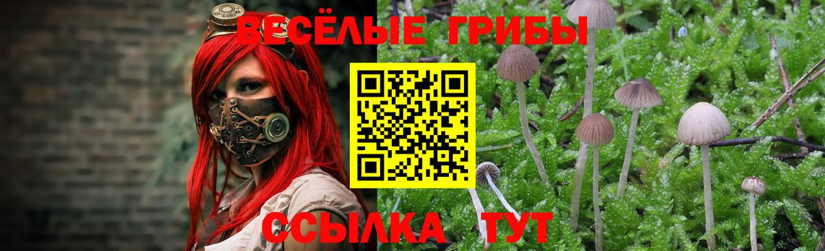 Псилоцибиновые грибы мицелий Курган